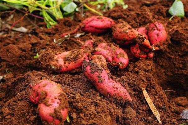 紅薯冷庫建造要點及100噸紅薯冷庫建造報價！(圖1)