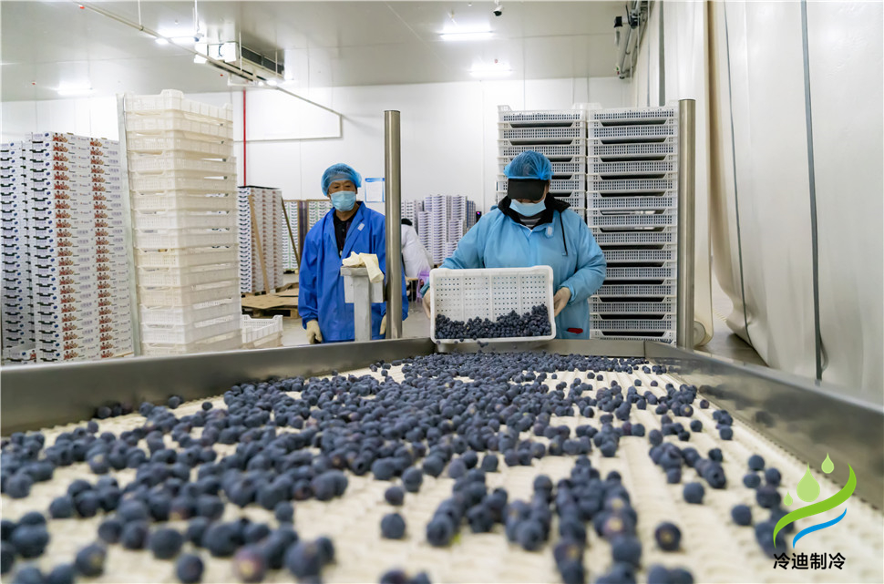 安裝一個100平米藍莓速凍冷庫造價多少錢？